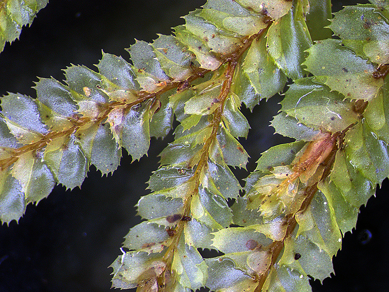 https://www.nzplants.auckland.ac.nz/en/about/liverworts/some-leafy-liverworts/Plagiochilaceae/Plagiochila-stephensoniana.html